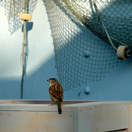 Vogeltje in attractiepark