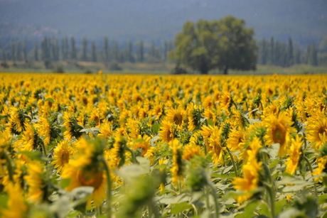 zonnebloemen