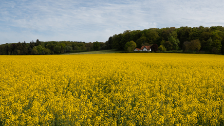 Geel Landschap
