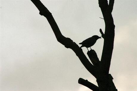 Vogel met tegenlicht