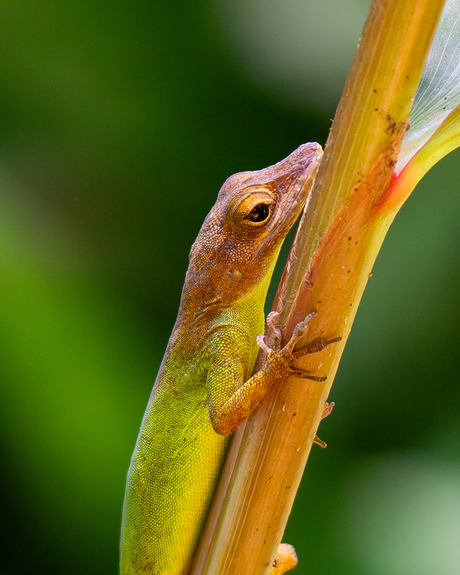 anolis