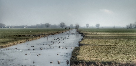 Polder