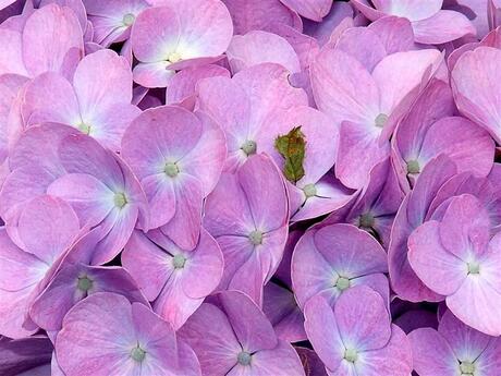 hortensia