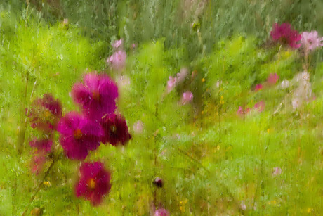 bloemetjes in de regen 1