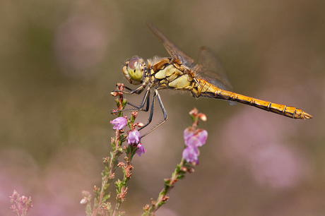 Steenrode (?) heidelibel