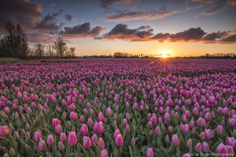 Tulpenveld