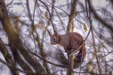eekhoorntje