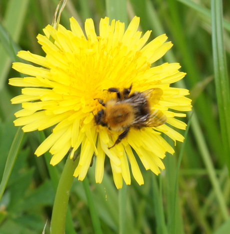 Paardebloem met bij