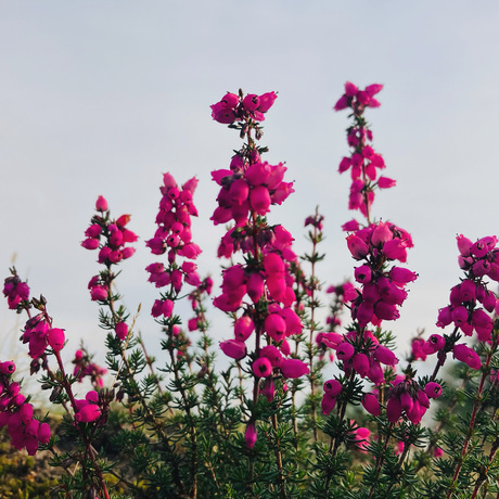 Beginner foto’s van het landschap 