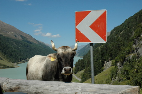 Koe bij bord