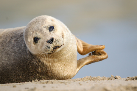Gewone zeehond klapt met zijn vinnen