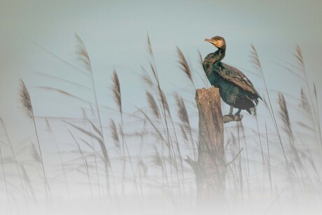 aalscholver in het riet