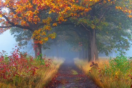 Herfst met Mist