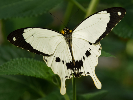 Papilio dardanus (2)