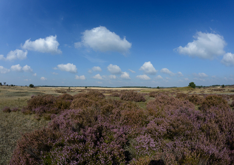 Veluwe heide en zand