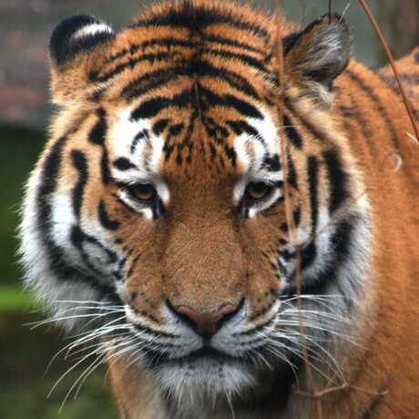 Yardan, de Siberische tijger in Emmen