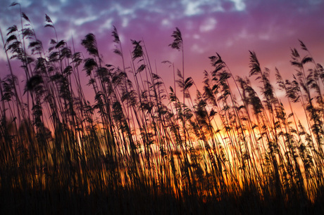 Brandend Riet