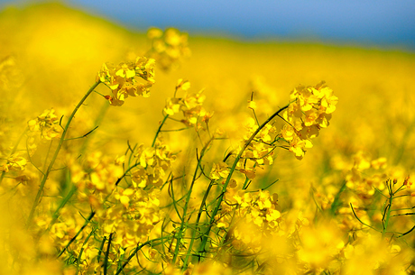 Yellow beauty