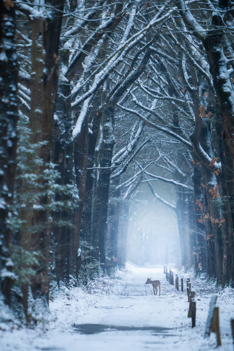 Ree in winterlandschap