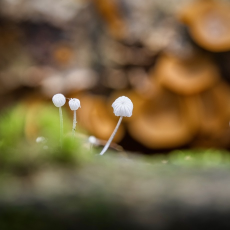 Suikermycena’s