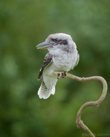 Kookaburra 