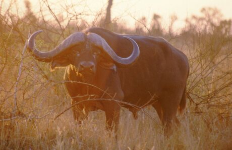 Afrikaanse Buffel