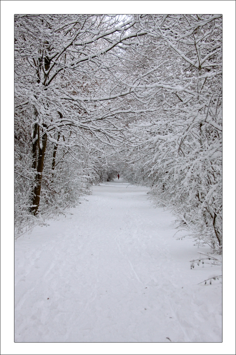 Forest of Snow...