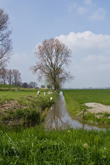 lammetjes in de weide