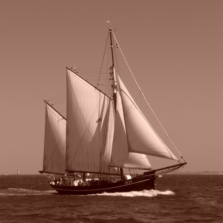 Iris in full sail