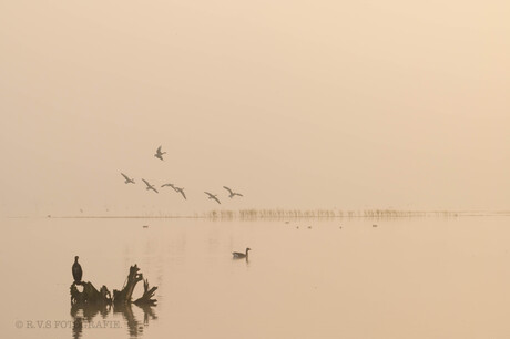Vogels in de mist 