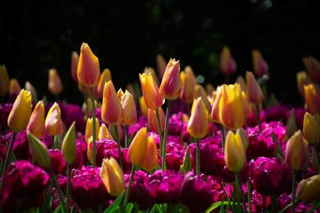 Tulpen in Keukenhof 