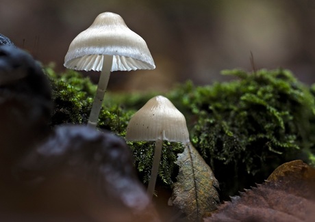 Melksteel Mycena