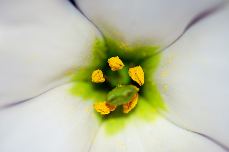 Eustoma