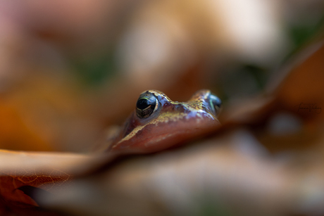 Frogs in fall