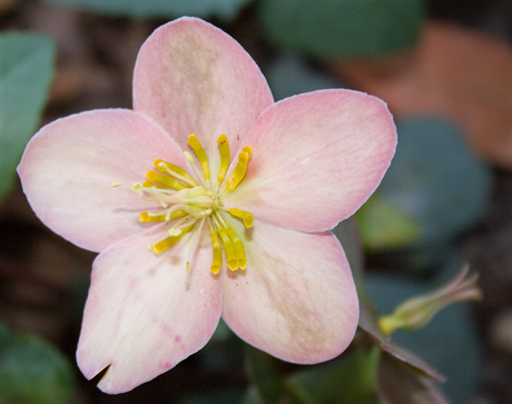 Helleborus