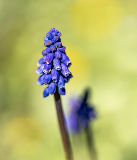 Blauwe druifjes