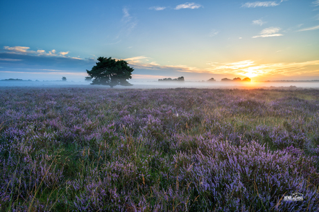 Hiede Zonsopkomst