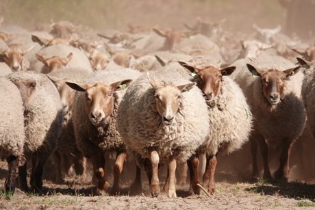 Schaapjes op de heide