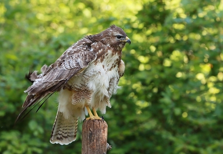 Buizerd 