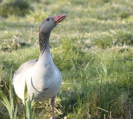 Grauwe gans