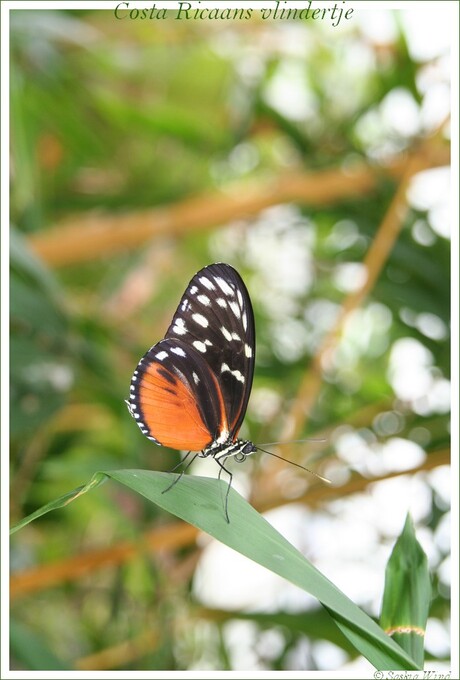 Costa Ricaans vlindertje