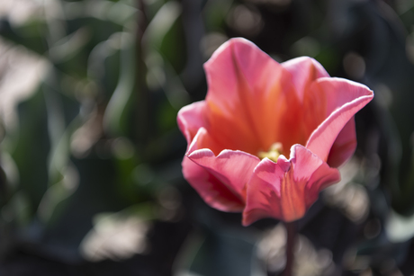 Tulp
