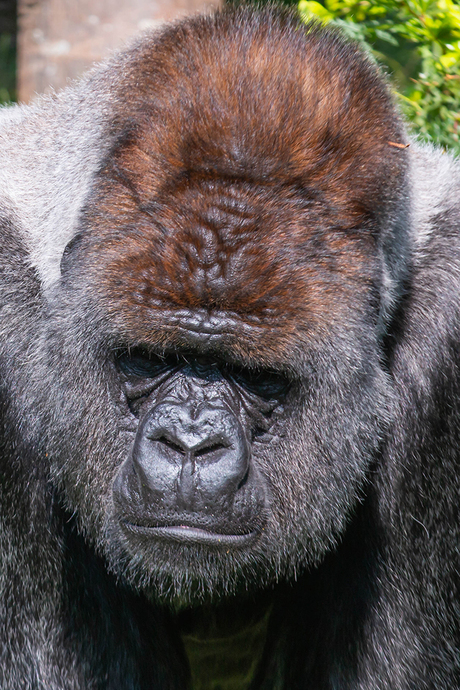 Bokito (gorilla)