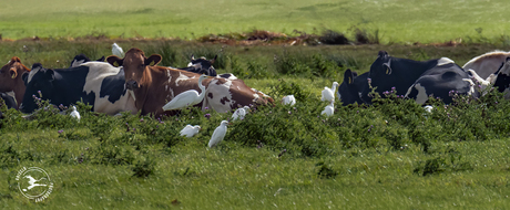 Nog nooit zoveel koereigers gezien!