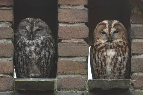 Mr & Mrs owl .