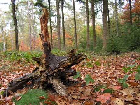 Herfstbos