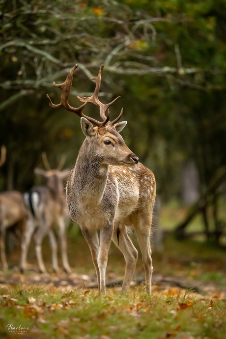 De hertenbronst - portrait