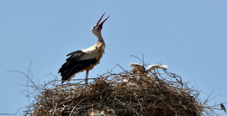 Ooievaar op het Nest