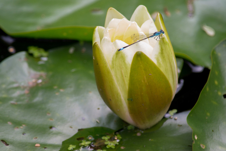 Libelle op waterlelie