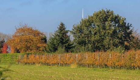 Fruitbomen in herfsttooi.